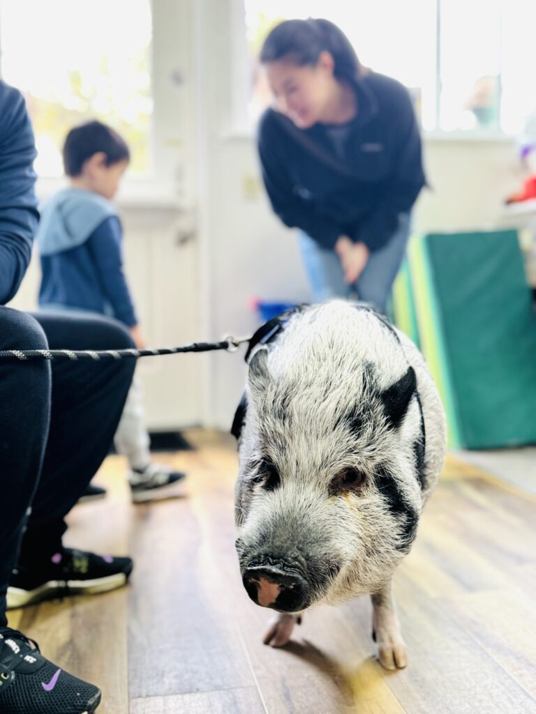 Pet Pig Visit